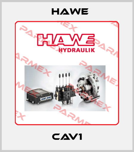 CAV1 Hawe